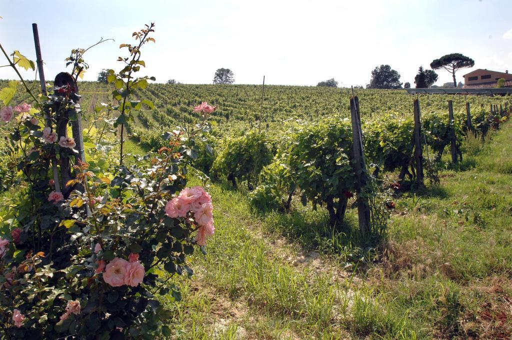 Agriturismo Buon Riposo - Country Resort In The Heart Of Tuscany San Giovanni a Corazzano エクステリア 写真